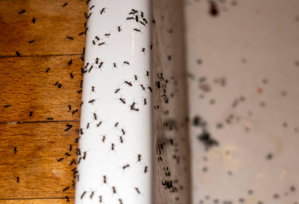 Best Best Pest Control Companies  in Carrollton, OH