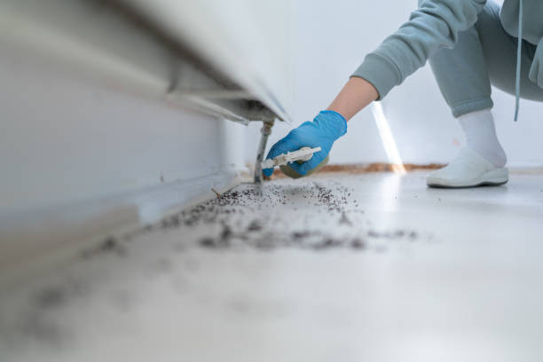Best Termite Control Services  in Carrollton, OH